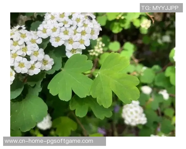 pg赏金船长教程-pg赏金船长教程—逐步解析制胜秘诀-pg赏金船长教程